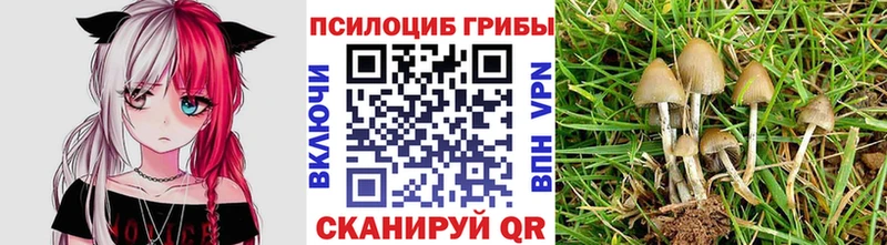 Галлюциногенные грибы MAGIC MUSHROOMS  Чернушка 
